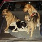 Yo con mis amigos lazy (pastor aleman), coffi ( el de color blanco con negro (no soy un perro de raza)) y Guffi (el de color crema con negro y cola enroscada ( no soy un perro de raza))